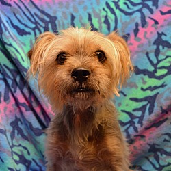 Pittsburgh, PA - Yorkie, Yorkshire Terrier. Meet Toby a ...