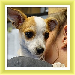 Thumbnail photo of Adopted!! HH Milo - TX #1