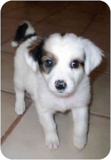 small dog adoption albuquerque