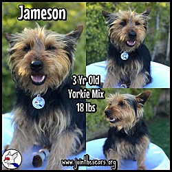 Thumbnail photo of Jameson #2