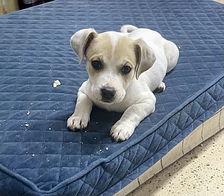 Birmingham, AL - Dachshund/Olde English Bulldogge. Meet Harrison a Pet ...