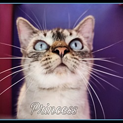Thumbnail photo of PRINCESS #1