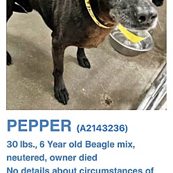 Thumbnail photo of Pepper #3