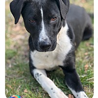 adopt-pet