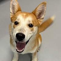 adopt a pet