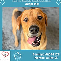 adopt a pet