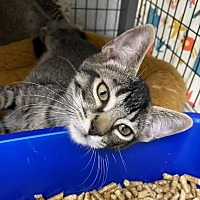 adopt a pet