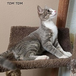Thumbnail photo of Tom Tom #4