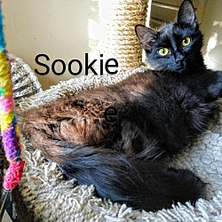 Thumbnail photo of SOOKIE "Sue Bear" #1