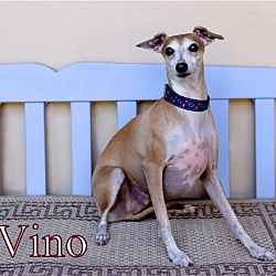 Thumbnail photo of Vino #1