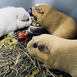 Photo of Guinea pigs