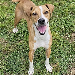 Photo of Kassi - FOSTER NEEDED 6/17