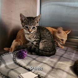 Thumbnail photo of Pants #3