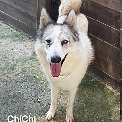 Photo of ChiChi