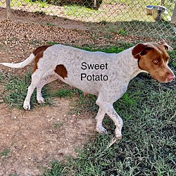 Thumbnail photo of Sweet Potato #2