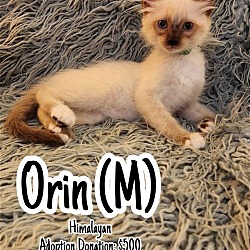 Photo of Orin