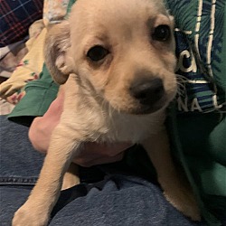 Photo of Caleb Puppy/pending adoption