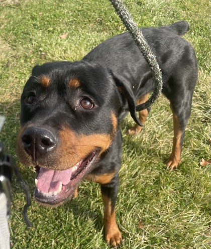 Detroit, MI - Rottweiler. Meet Lotti a Pet for Adoption - AdoptaPet.com