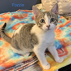 Thumbnail photo of Fozzie #2