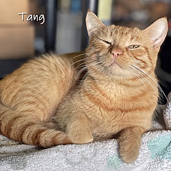 Thumbnail photo of Tang #1