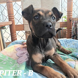 Photo of Jupiter - available 5/3