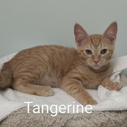 Thumbnail photo of Tangerine Llanos #1