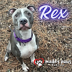 Thumbnail photo of Rex #2