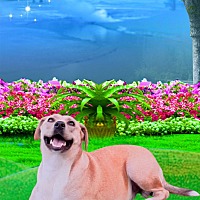 adopt a pet