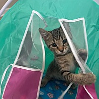 adopt-pet
