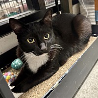 adopt a pet