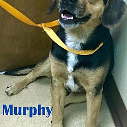 Thumbnail photo of Murphy #1