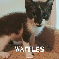Thumbnail photo of Waffles #2