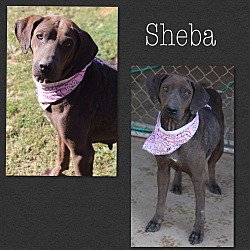 Photo of Sheba