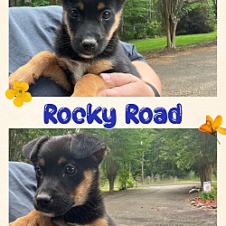 Thumbnail photo of Rocky Road #2
