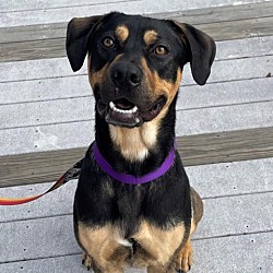 Photo of Dexter