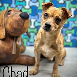 Thumbnail photo of Chad #4