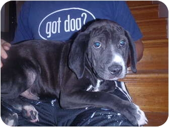bloodhound border collie mix