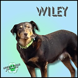 Photo of Wiley
