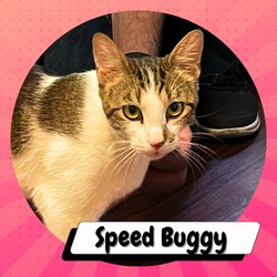 Thumbnail photo of Speed Buggy #1