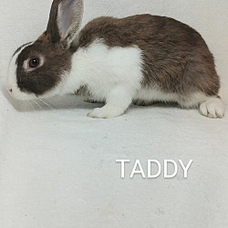 Thumbnail photo of Taddy #2