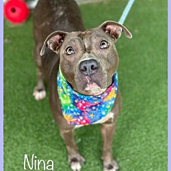 Thumbnail photo of NINA - see video #2