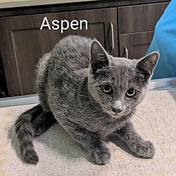 Thumbnail photo of Aspen #2