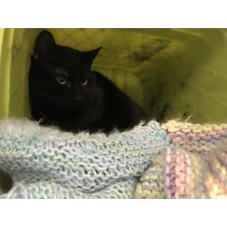 Thumbnail photo of Black Kitty #1