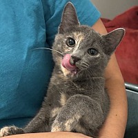 adopt a pet