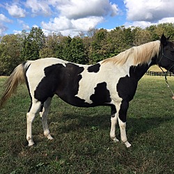Thumbnail photo of Esprit - companion horse #1