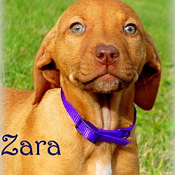 Thumbnail photo of Zara~adopted! #1