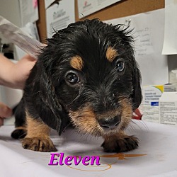 Photo of Eleven (El)
