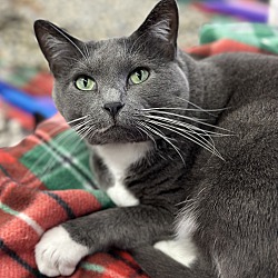 Photo of Tiki Cat