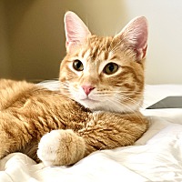 adopt a pet