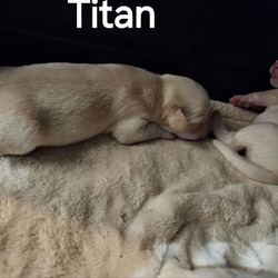 Thumbnail photo of Titan #4